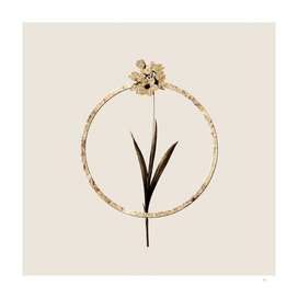 Gold Ring Ixia Maculata Botanical Illustration