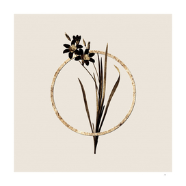 Gold Ring Ixia Tricolor Botanical Illustration
