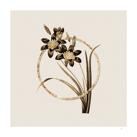 Gold Ring Ixia Tricolore Botanical Illustration