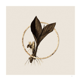 Gold Ring Koemferia Longa Botanical Illustration
