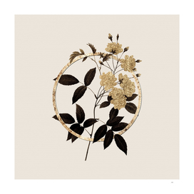 Gold Ring Lady Banks' Rose Botanical Illustration