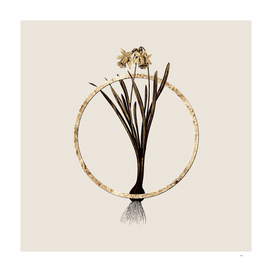 Gold Ring Lesser Wild Daffodil Botanical Illustration