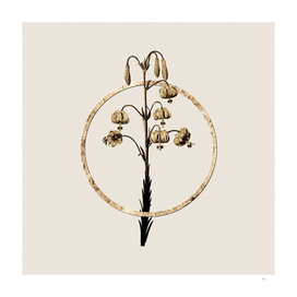Gold Ring Lilium Pyrenaicum Botanical Illustration