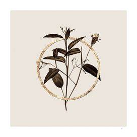 Gold Ring Maranta Arundinacea Botanical Illustration