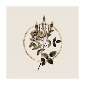Gold Ring Mossy Pompon Rose Botanical Illustration