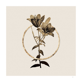 Gold Ring Orange Bulbous Lily Botanical Illustration