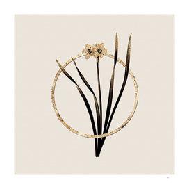 Gold Ring Primrose Peerless Botanical Illustration