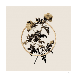 Gold Ring Rose of the Hedges Botanical Illustration