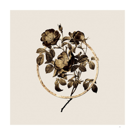 Gold Ring Rose of Love Bloom Botanical Illustration