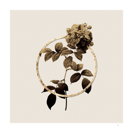 Gold Ring Seven Sisters Roses Botanical Illustration
