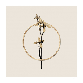 Gold Ring Siberian Iris Botanical Illustration