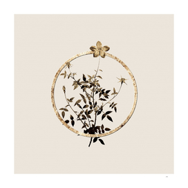 Gold Ring Single Dwarf Chinese Rose Botanical