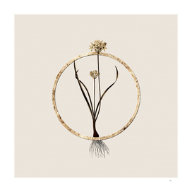 Gold Ring Three Cornered Leek Botanical Illustration