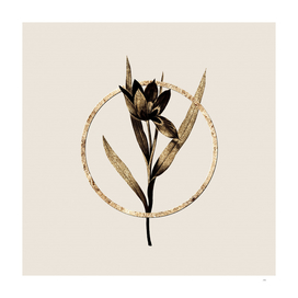 Gold Ring Tulipa Oculus Colis Botanical Illustration