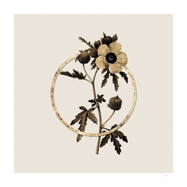 Gold Ring Venice Mallow Botanical Illustration