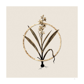 Gold Ring Wachendorfia Thyrsiflora Botanical