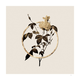 Gold Ring White Bengal Rose Botanical Illustration