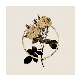 Gold Ring White Damask Rose Botanical Illustration