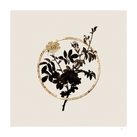 Gold Ring White Downy Rose Botanical Illustration