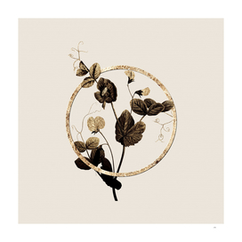 Gold Ring White Pea Flower Botanical Illustration