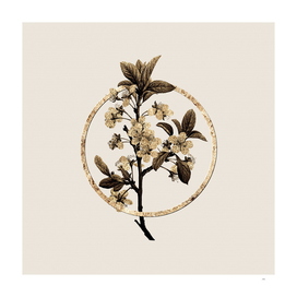 Gold Ring White Plum Flower Botanical Illustration