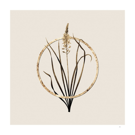 Gold Ring Wild Asparagus Botanical Illustration