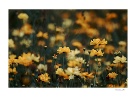Yellow flower in the field