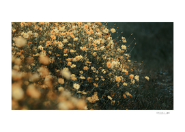 Bush of yellow cosmos flowers
