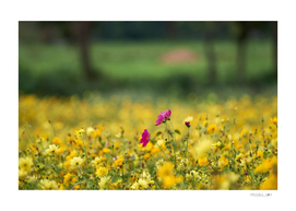 Field of yellow cosmos flowers