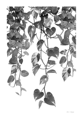 Golden Pothos Ivy Dream #2 #tropical #wall #art