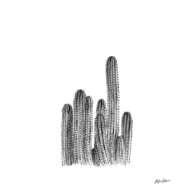 Tall Cacti