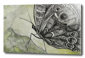 Butterfly 1_ Indian Ink_Craftiespot