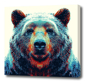 Bear - Colorful Animals