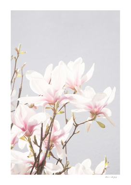 Magnolias #1 #wall #art