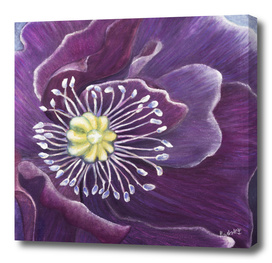 Purple Poppy in the Wind_Craftiespot