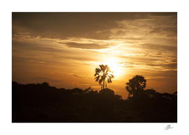 Golden_landscape_Botswana_02