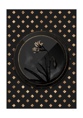 Shadowy Black Amaryllis Broussonetii Gold Art Deco