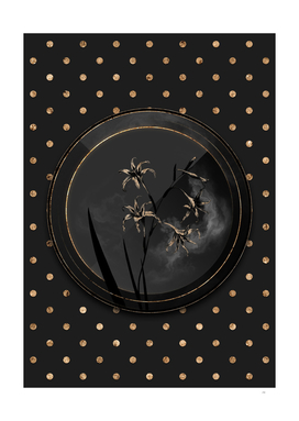 Shadowy Black Gladiolus Cuspidatus Gold Art Deco