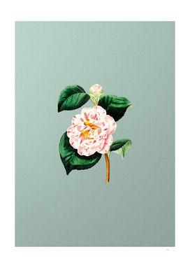 Gray's Invincible Camellia Flower on Mint Green