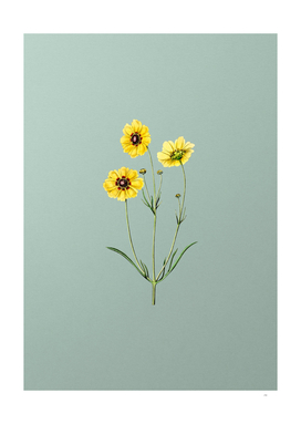 Perennial Dyer's Coreopsis Flower on Mint Green