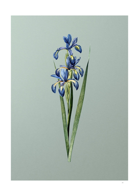 Vintage Blue Iris Botanical on Mint Green