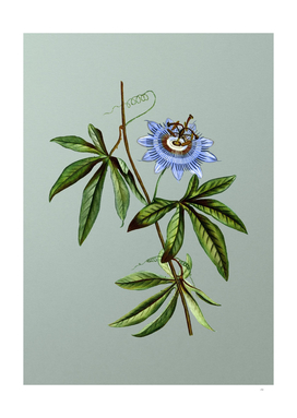 Vintage Blue Passionflower Botanical on Mint Green