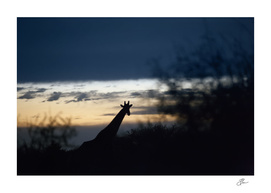 Giraffe_silhouette_02