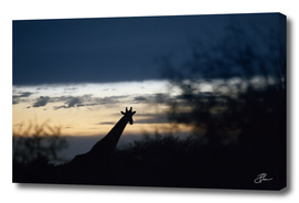 Giraffe_silhouette_02