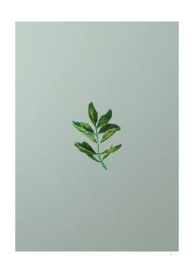 Vintage Buxus Colchica Twig Botanical on Mint Green