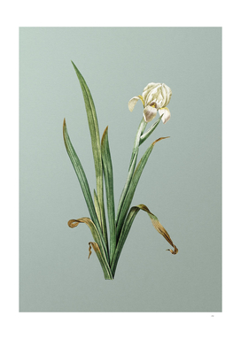 Vintage Crimean Iris Botanical on Mint Green