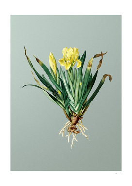 Vintage Crimean Iris Botanical on Mint Green