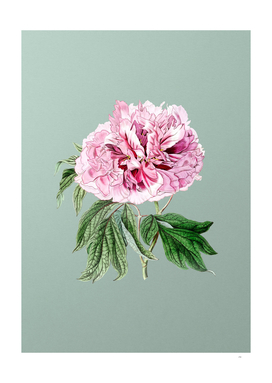 Vintage Double Red Curled Tree Peony on Mint Green