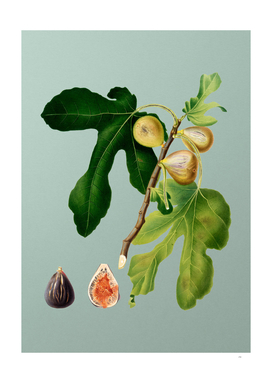 Vintage Figs Botanical on Mint Green