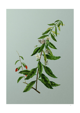 Vintage Goji Berry Tree Botanical on Mint Green